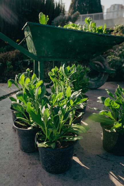 A close-up view of several potted plants with vibrant green, broad, and slightly waxy leaves, placed on a paved outdoor surface. In the background, a green wheelbarrow filled with freshly cultivated soil or compost is visible, along with a garden hedge and trees. The scene is illuminated by natural daylight, illustrating a garden area prepared for planting or maintenance. The setup suggests ongoing garden care activities undertaken by Gardeners Harringay, including plant care or preliminary landscaping work, with the garden space showing a tidy layout of plants, soil, and tools for lawn and hedge maintenance.