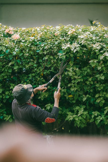 A gardener wearing a wide-brimmed hat and dark clothing is trimming a dense, green hedge with long-handled pruning shears. The hedge features small, rounded leaves and delicate pink flowers blooming along the top edge. The scene is set outdoors in natural daylight, highlighting the lush foliage and well-maintained garden layout. In the background, a light-colored wall and a narrow strip of sky are visible, suggesting a tidy outdoor space suitable for garden maintenance and landscaping work. The gardener's focused action emphasizes hedge trimming as part of routine lawn care and garden upkeep, with the work carried out by Gardeners Harringay to help avoid booking delays in local garden services.
