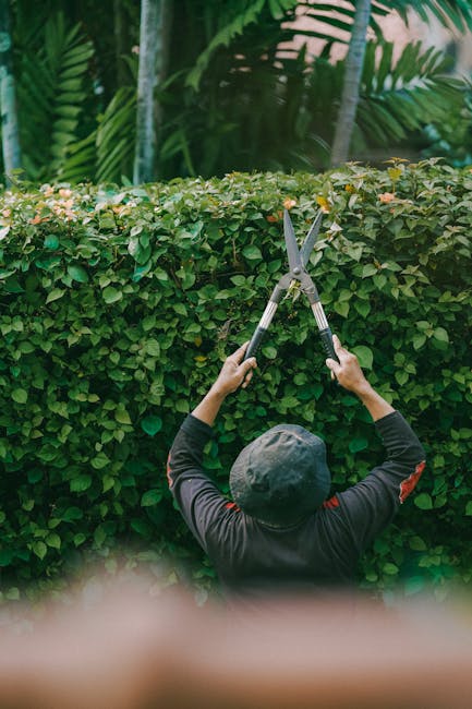 A gardener seen from behind, wearing a grey cap and dark clothing, using large hedge shears to trim a dense, well-maintained leafy hedge in a lush garden. The hedge has small, glossy green leaves, and the surrounding environment features tropical plants with long, arching fronds and textured foliage. The soil beneath the hedge appears moist and dark, indicating recent watering or rain. The garden layout includes a border of flowering plants and a paved pathway partially visible at the bottom. Soft, natural daylight illuminates the scene, highlighting the textures of the leaves and the well-kept appearance of the garden. This scene demonstrates typical garden maintenance carried out by a professional, such as those at Gardeners Harringay, focusing on hedge trimming and landscaping work to enhance outdoor spaces in Harringay.