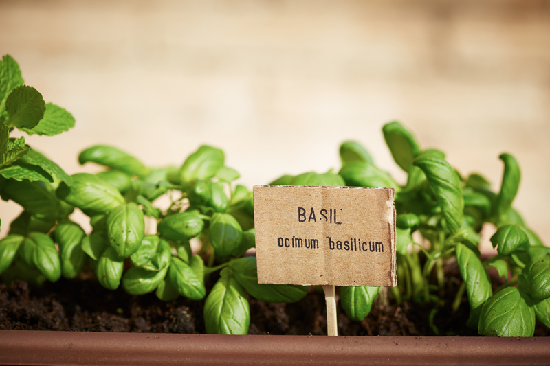 home plants